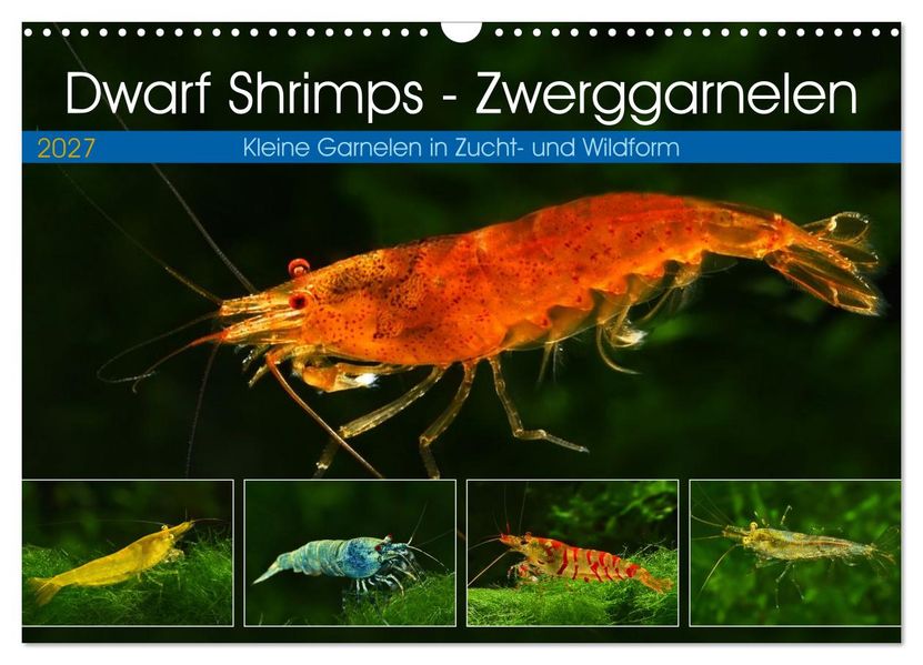 Dwarf Shrimps - Zwerggarnelen (Wandkalender 2027 DIN A3 quer) CALVENDO Monatskalender