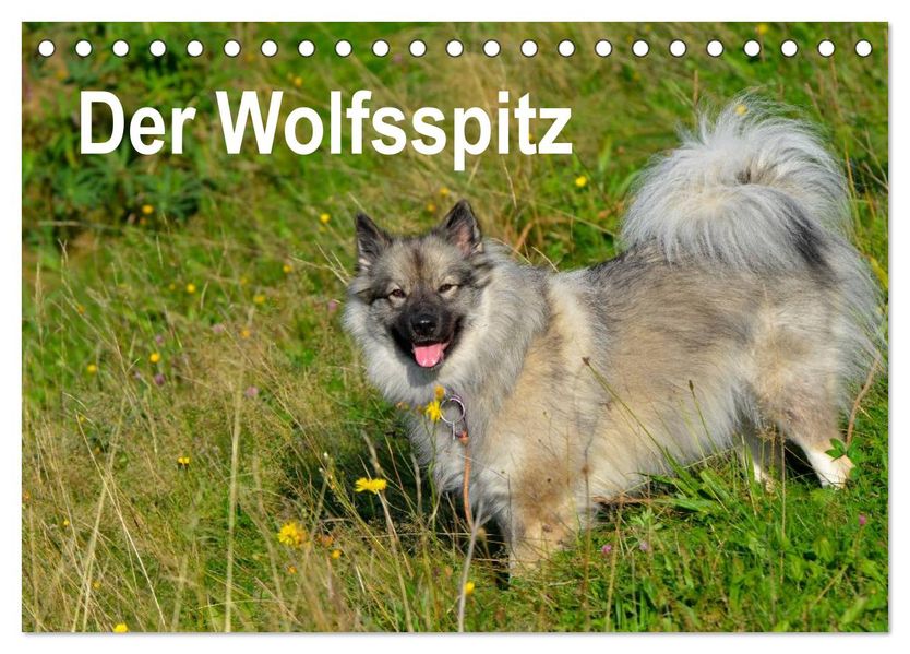 Der Wolfsspitz (Tischkalender 2027 DIN A5 quer) CALVENDO Monatskalender