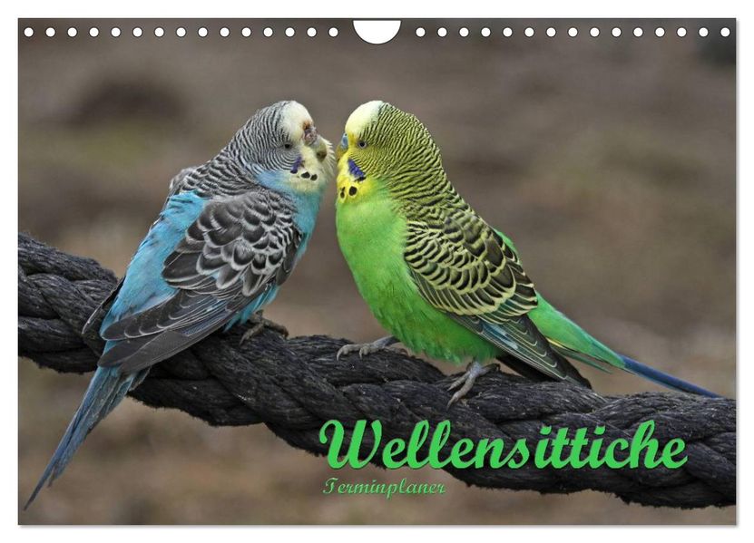 Terminplaner Wellensittiche (Wandkalender 2027 DIN A4 quer) CALVENDO Monatskalender