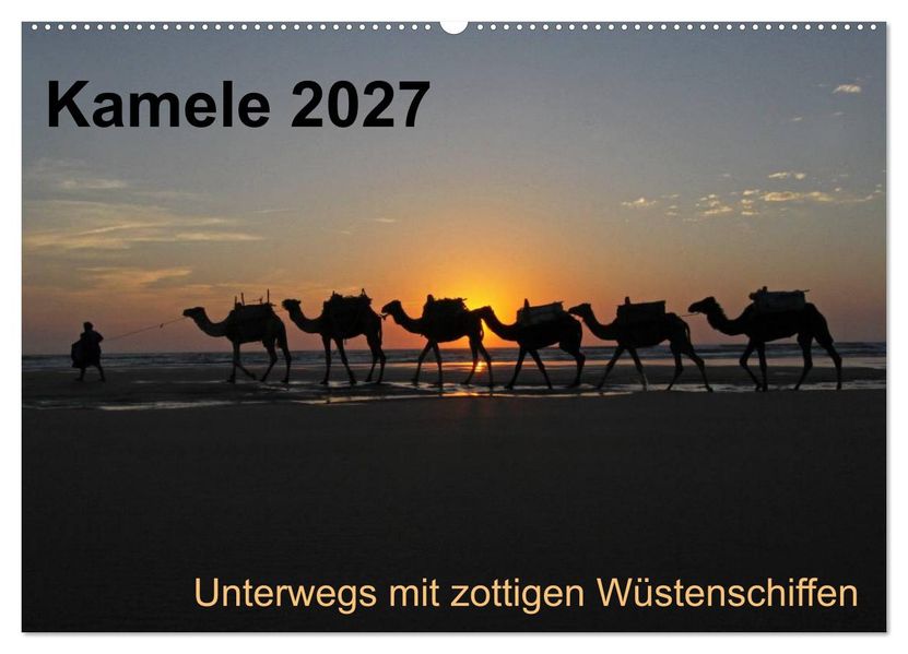 Kamele 2027 - Unterwegs mit zottigen Wüstenschiffen (Wandkalender 2027 DIN A2 quer) CALVENDO Monatskalender