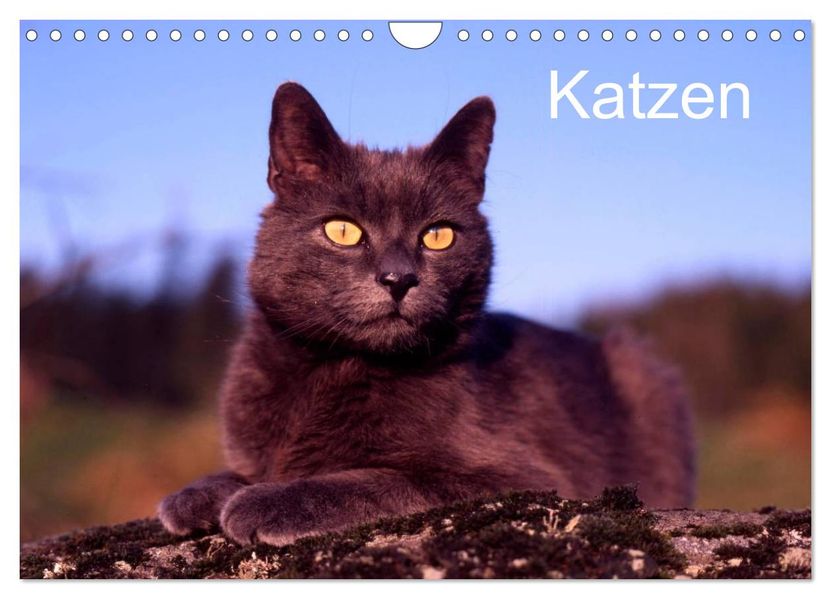 Katzen (Wandkalender 2027 DIN A4 quer) CALVENDO Monatskalender