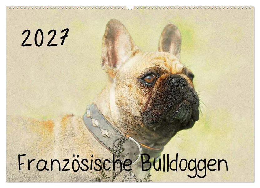 Französische Bulldoggen 2027 (Wandkalender 2027 DIN A2 quer) CALVENDO Monatskalender