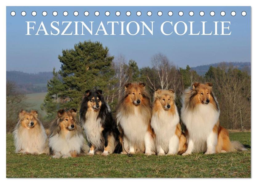 Faszination Collie 2027 (Tischkalender 2027 DIN A5 quer) CALVENDO Monatskalender