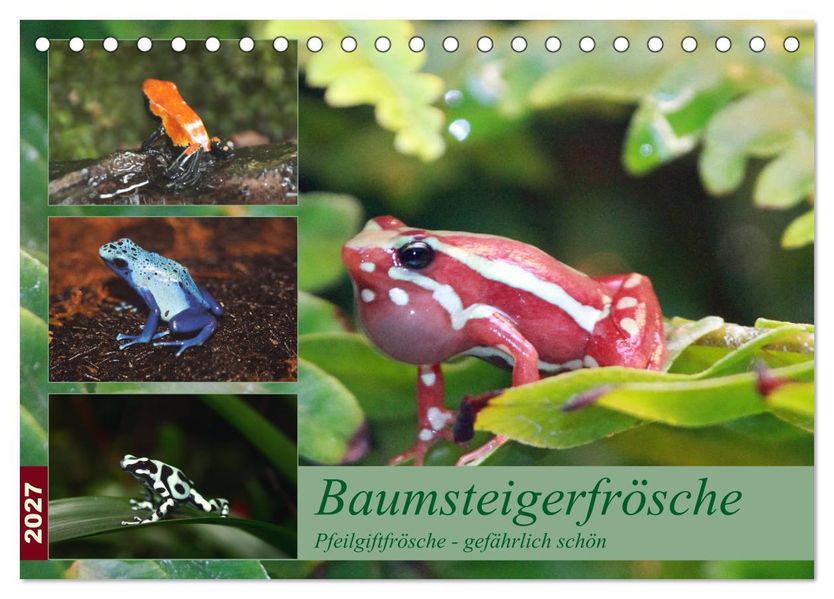 Baumsteigerfrösche. Pfeilgiftfrösche - gefährlich schön (Tischkalender 2027 DIN A5 quer) CALVENDO Monatskalender