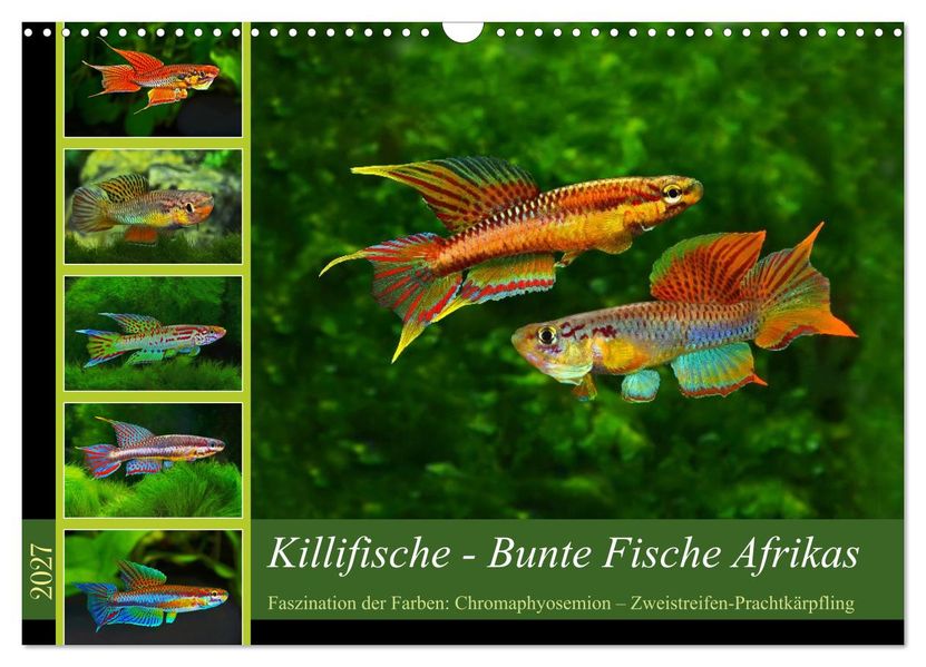Killifische - Bunte Fische Afrikas (Wandkalender 2027 DIN A3 quer) CALVENDO Monatskalender