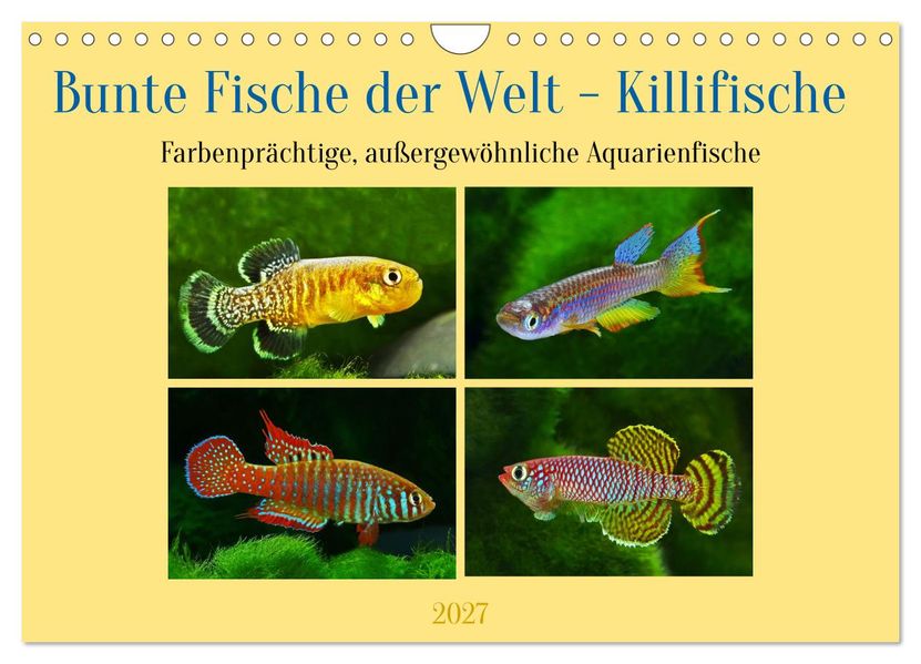 Bunte Fische der Welt - Killifische (Wandkalender 2027 DIN A4 quer) CALVENDO Monatskalender