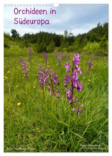 Orchideen in Südeuropa (Wandkalender 2027 DIN A3 hoch) CALVENDO Monatskalender