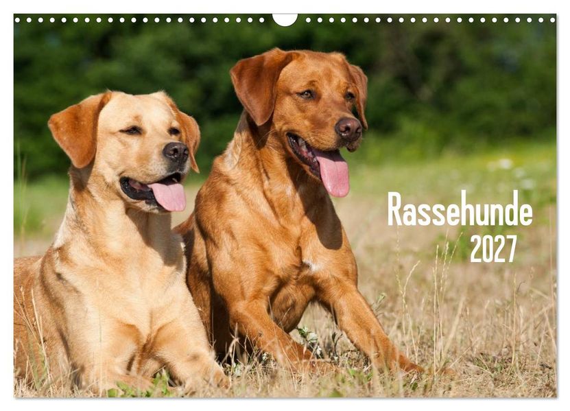 Rassehunde (Wandkalender 2027 DIN A3 quer) CALVENDO Monatskalender
