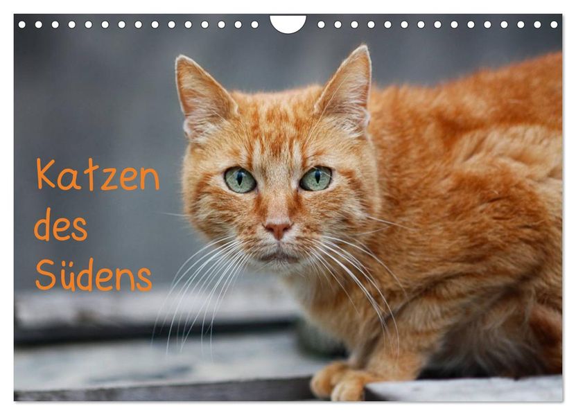 Katzen des Südens (Wandkalender 2027 DIN A4 quer) CALVENDO Monatskalender