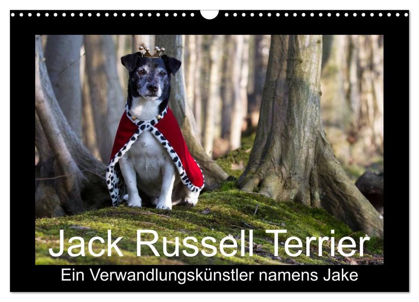 Jack Russell Terrier.....Ein Verwandlungskünstler namens Jake (Wandkalender 2027 DIN A3 quer) CALVENDO Monatskalender