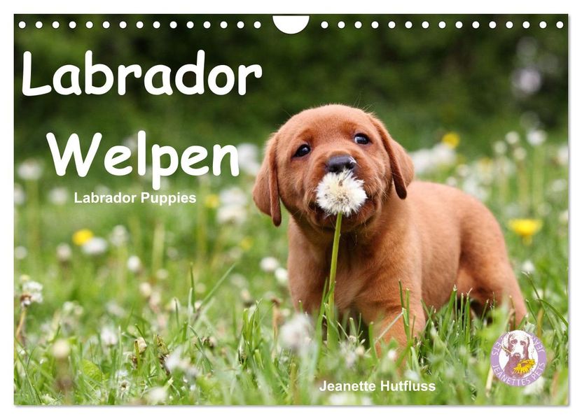 Labrador Welpen - Labrador Puppies (Wandkalender 2027 DIN A4 quer) CALVENDO Monatskalender