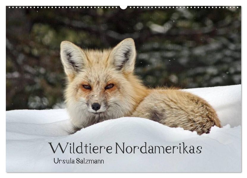 Wildtiere Nordamerikas (Wandkalender 2027 DIN A2 quer) CALVENDO Monatskalender