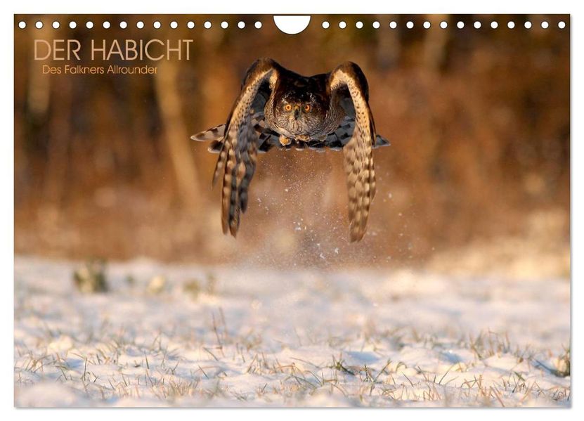 DER HABICHT Des Falkners Allrounder (Wandkalender 2027 DIN A4 quer) CALVENDO Monatskalender