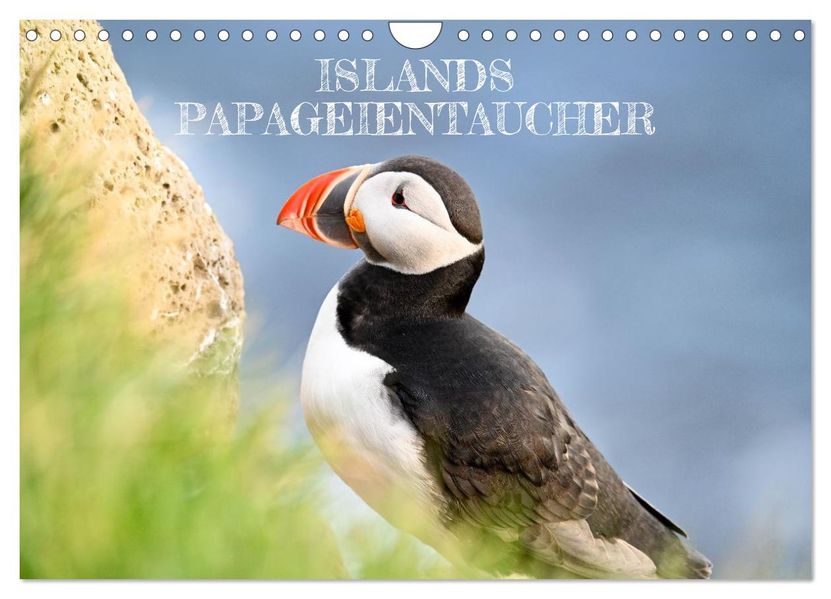 Islands Papageientaucher (Wandkalender 2027 DIN A4 quer) CALVENDO Monatskalender
