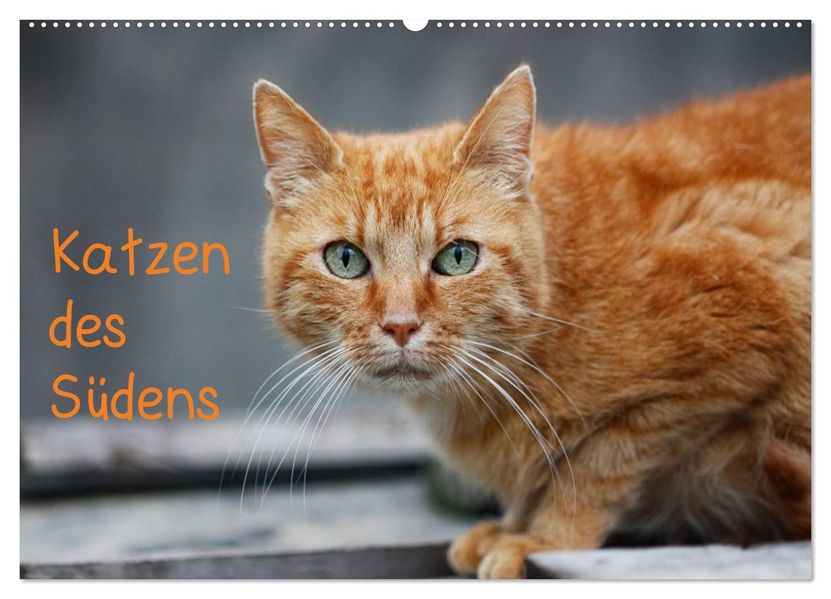 Katzen des Südens (Wandkalender 2027 DIN A2 quer) CALVENDO Monatskalender