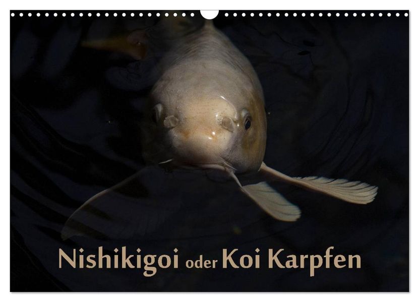 Nishikigoi oder Koi Karpfen (Wandkalender 2027 DIN A3 quer) CALVENDO Monatskalender