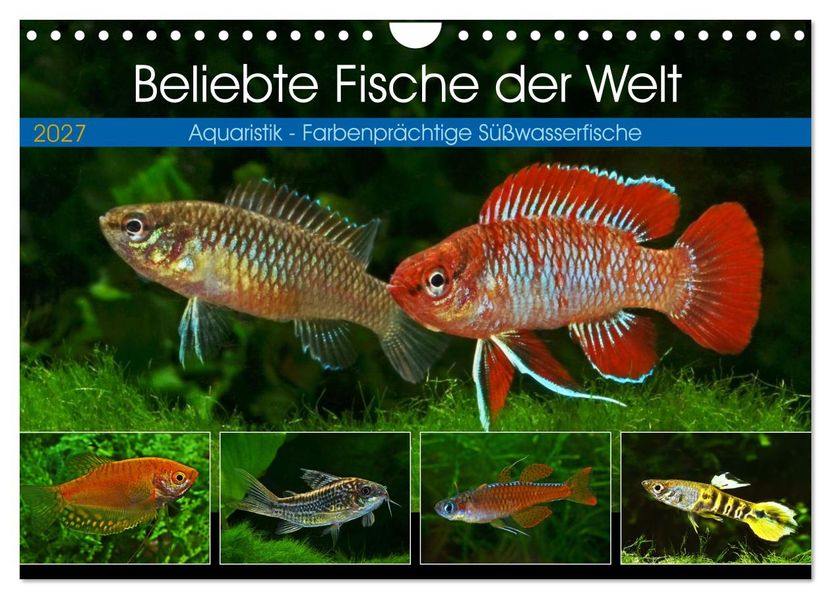 Beliebte Fische der Welt (Wandkalender 2027 DIN A4 quer) CALVENDO Monatskalender