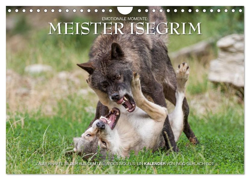 Meister Isegrim (Wandkalender 2027 DIN A4 quer) CALVENDO Monatskalender