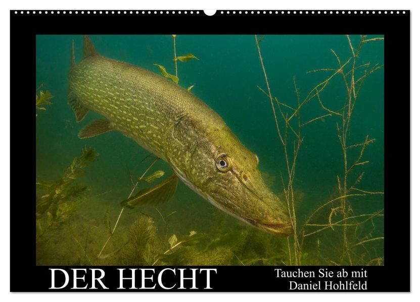 Der Hecht - Tauchen Sie ab mit Daniel Hohlfeld (Wandkalender 2027 DIN A2 quer) CALVENDO Monatskalender