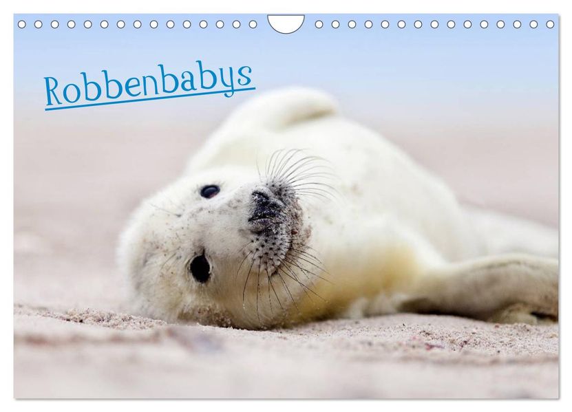 Robbenbabys (Wandkalender 2027 DIN A4 quer) CALVENDO Monatskalender