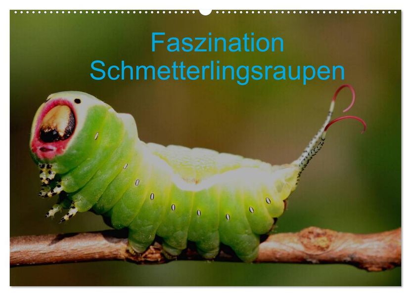 Faszination Schmetterlingsraupen (Wandkalender 2027 DIN A2 quer) CALVENDO Monatskalender