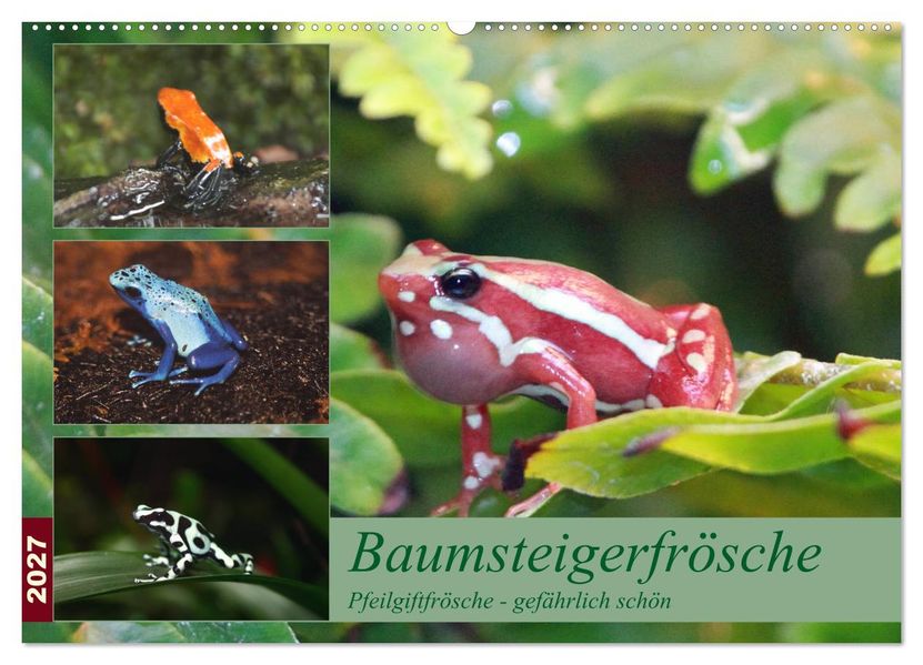 Baumsteigerfrösche. Pfeilgiftfrösche - gefährlich schön (Wandkalender 2027 DIN A2 quer) CALVENDO Monatskalender