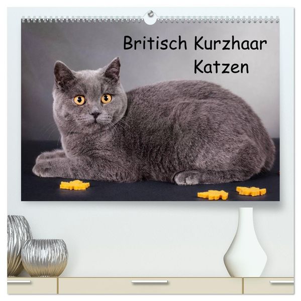 Britisch Kurzhaar Katzen (hochwertiger Premium Wandkalender 2027 DIN A2 quer) Kunstdruck in Hochglanz