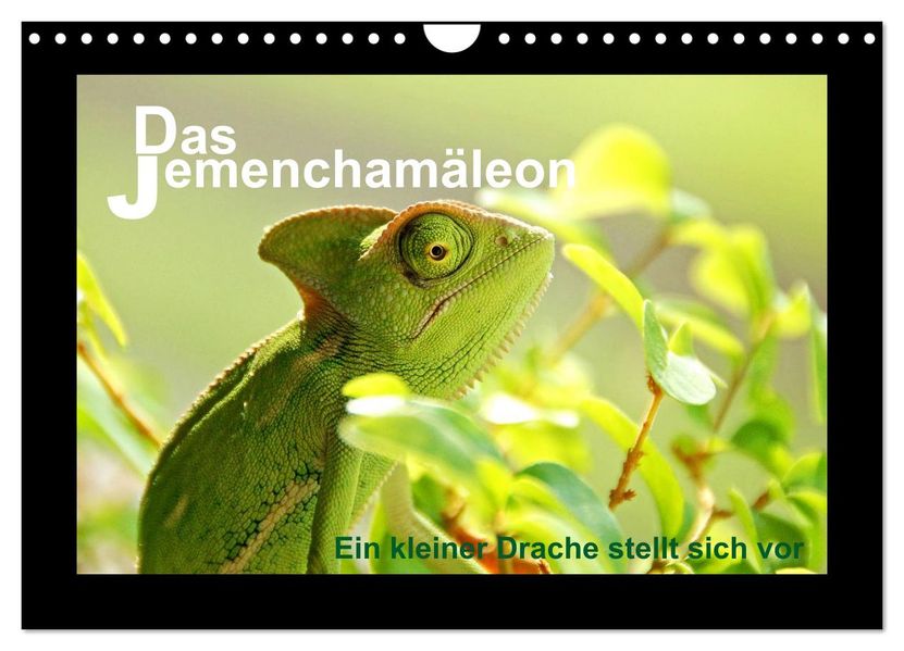 Das Jemenchamäleon (Wandkalender 2027 DIN A4 quer) CALVENDO Monatskalender