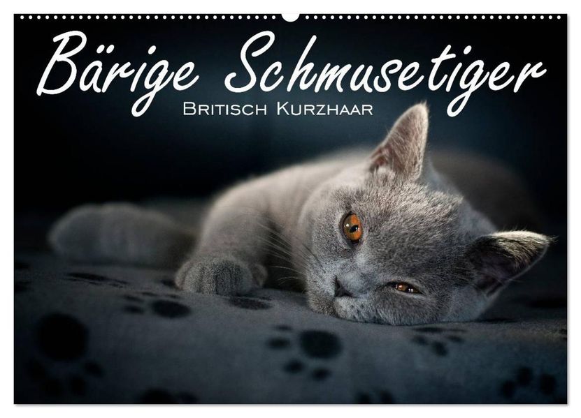 Bärige Schmusetiger - Britisch Kurzhaar / CH-Version (Wandkalender 2027 DIN A2 quer) CALVENDO Monatskalender