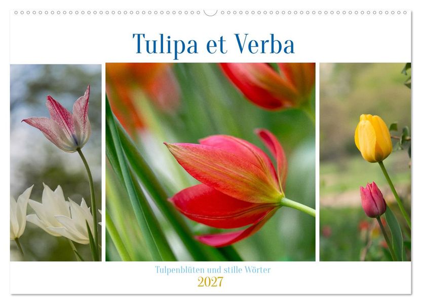 Tulipa et Verba - Tulpenblüten und stille Wörter (Wandkalender 2027 DIN A2 quer) CALVENDO Monatskalender