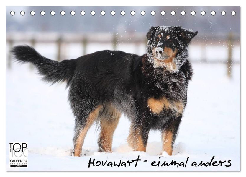 Hovawarte - einmal anders (Tischkalender 2027 DIN A5 quer) CALVENDO Monatskalender