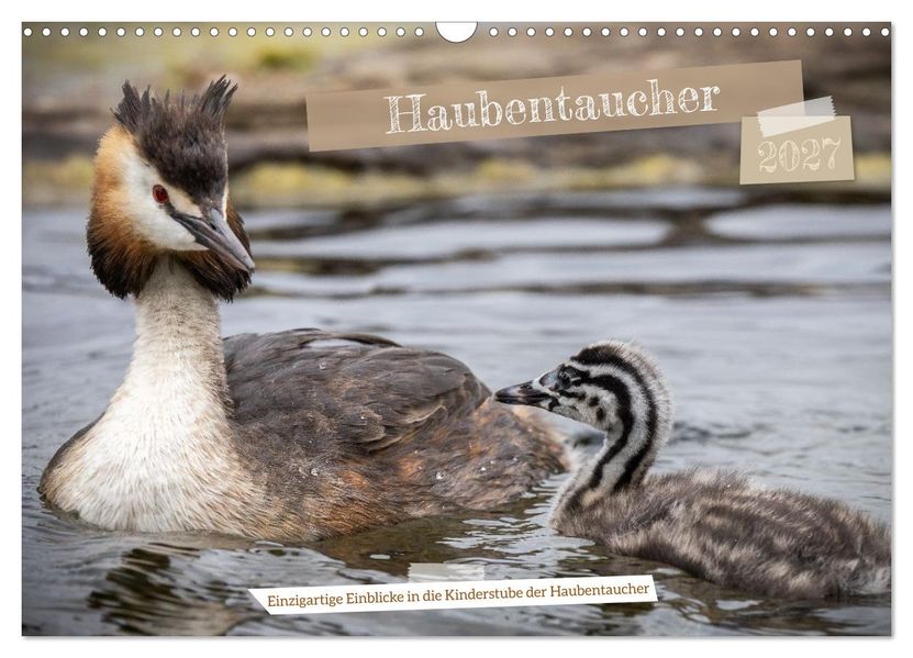 Einzigartige Einblicke in die Kinderstube der Haubentaucher (Wandkalender 2027 DIN A3 quer) CALVENDO Monatskalender