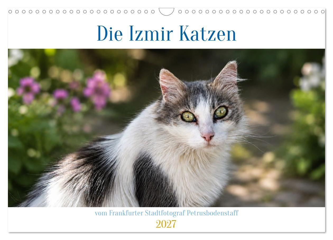Die Izmir Katzen (Wandkalender 2027 DIN A3 quer) CALVENDO Monatskalender