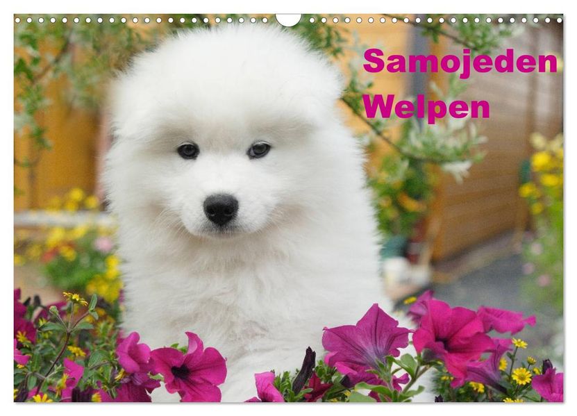 Samojeden Welpen (Wandkalender 2027 DIN A3 quer) CALVENDO Monatskalender