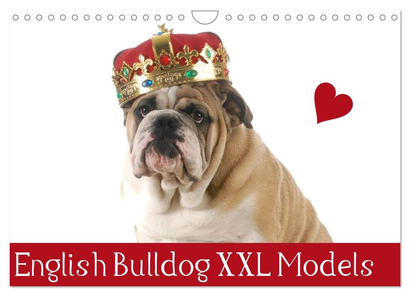 English Bulldog XXL Models (Wandkalender 2027 DIN A4 quer) CALVENDO Monatskalender