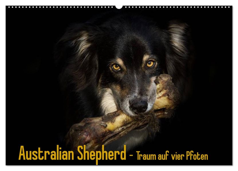 Australian Shepherd - Traum auf vier Pfoten (Wandkalender 2027 DIN A2 quer) CALVENDO Monatskalender