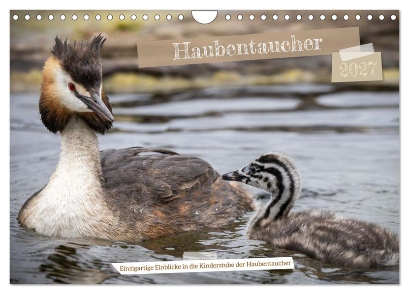 Einzigartige Einblicke in die Kinderstube der Haubentaucher (Wandkalender 2027 DIN A4 quer) CALVENDO Monatskalender