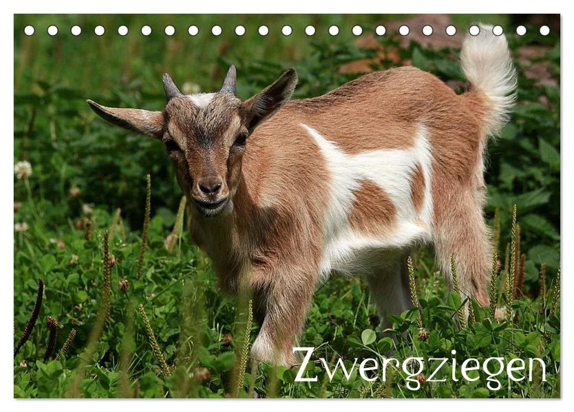 Zwergziegen (Tischkalender 2027 DIN A5 quer) CALVENDO Monatskalender