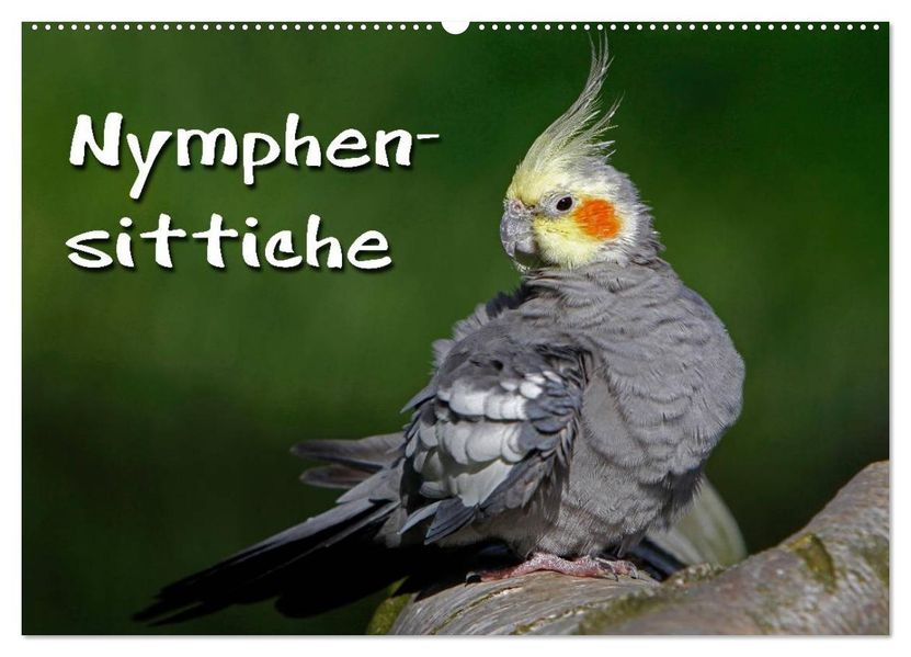 Nymphensittiche (Wandkalender 2027 DIN A2 quer) CALVENDO Monatskalender