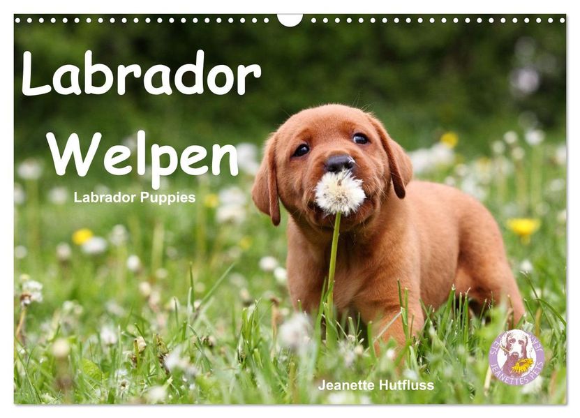Labrador Welpen - Labrador Puppies (Wandkalender 2027 DIN A3 quer) CALVENDO Monatskalender