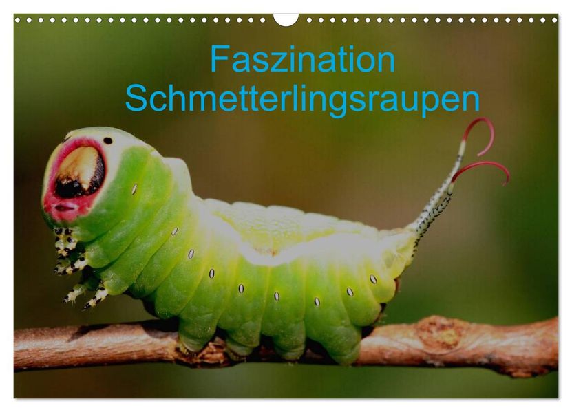 Faszination Schmetterlingsraupen (Wandkalender 2027 DIN A3 quer) CALVENDO Monatskalender