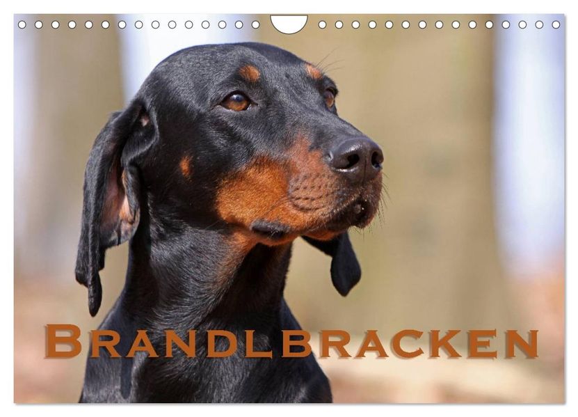 Brandlbracken (Wandkalender 2027 DIN A4 quer) CALVENDO Monatskalender