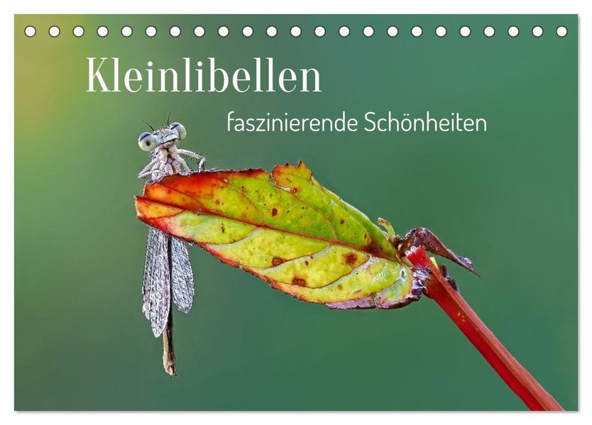 Kleinlibellen - faszinierende Schönheiten (Tischkalender 2027 DIN A5 quer) CALVENDO Monatskalender