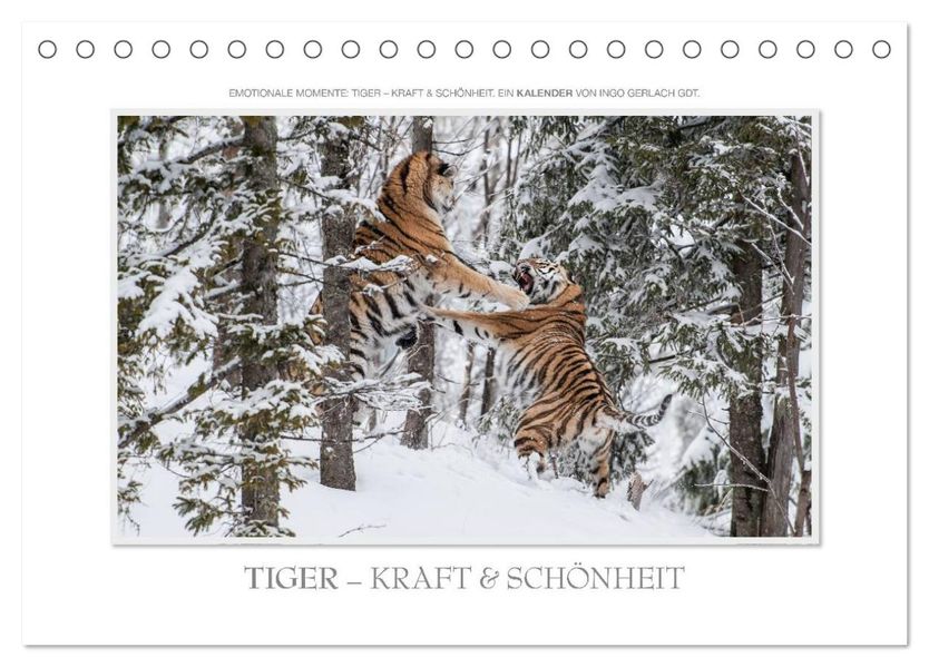 Emotionale Momente: Tiger - Kraft & Schönheit. / CH-Version (Tischkalender 2027 DIN A5 quer) CALVENDO Monatskalender