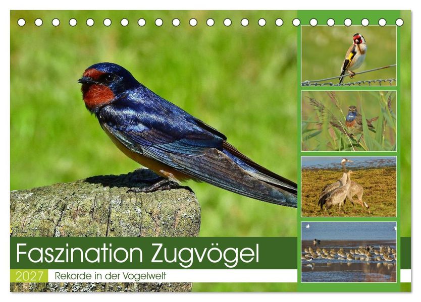 Faszination Zugvögel - Rekorde in der Vogelwelt (Tischkalender 2027 DIN A5 quer) CALVENDO Monatskalender