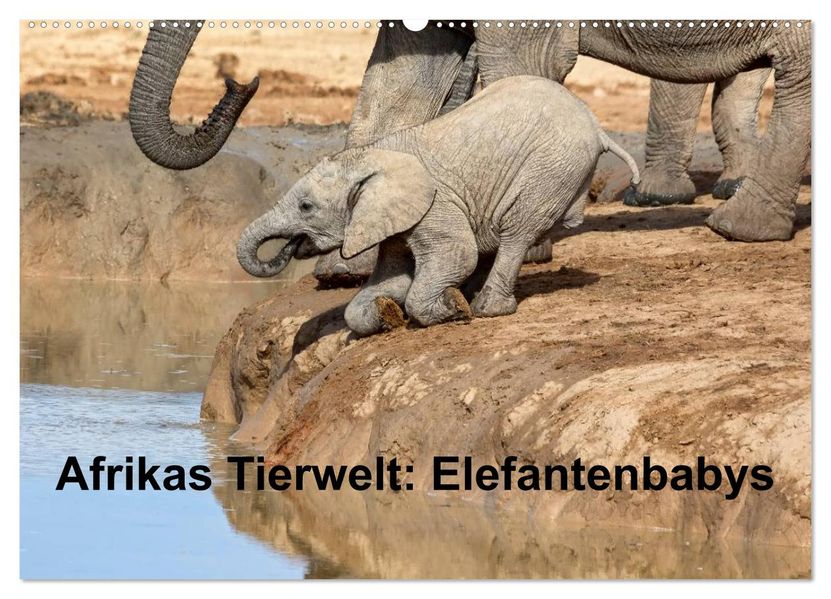 Afrikas Tierwelt: Elefantenbabys (Wandkalender 2027 DIN A2 quer) CALVENDO Monatskalender
