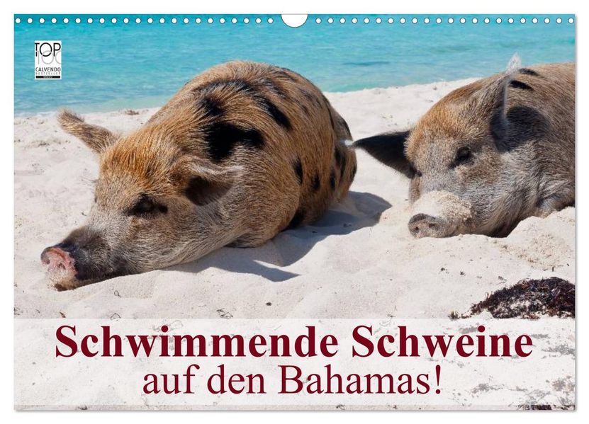Schwimmende Schweine auf den Bahamas! (Wandkalender 2027 DIN A3 quer) CALVENDO Monatskalender