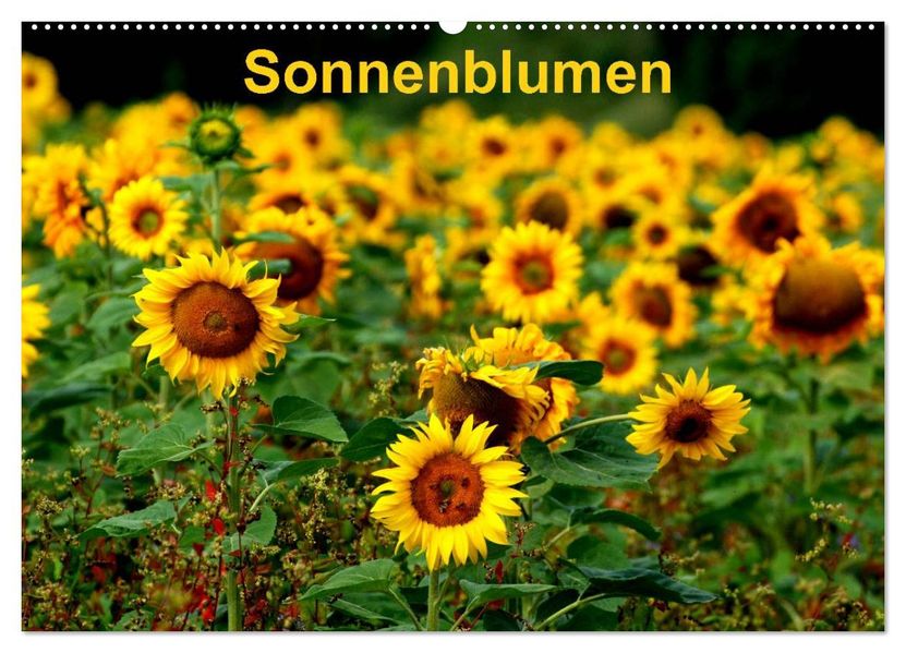 Sonnenblumen (Wandkalender 2027 DIN A2 quer) CALVENDO Monatskalender