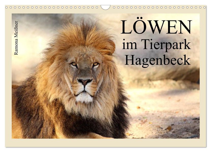 Löwen im Tierpark Hagenbeck (Wandkalender 2027 DIN A3 quer) CALVENDO Monatskalender