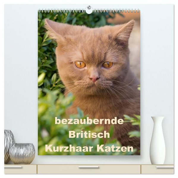 bezaubernde Britisch Kurzhaar Katzen (hochwertiger Premium Wandkalender 2027 DIN A2 hoch) Kunstdruck in Hochglanz